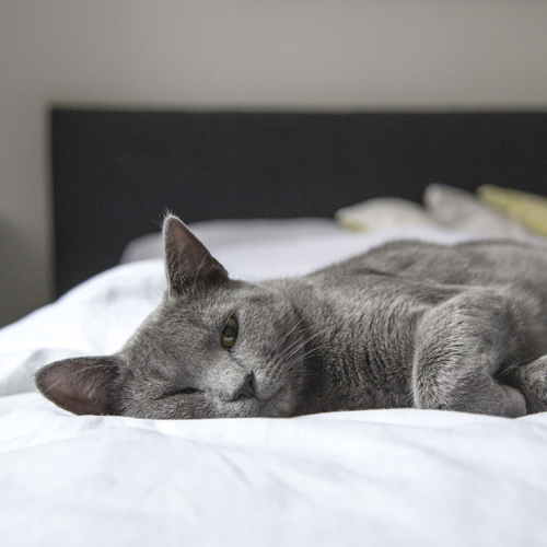 chat-zen-animaux-calme-chambre